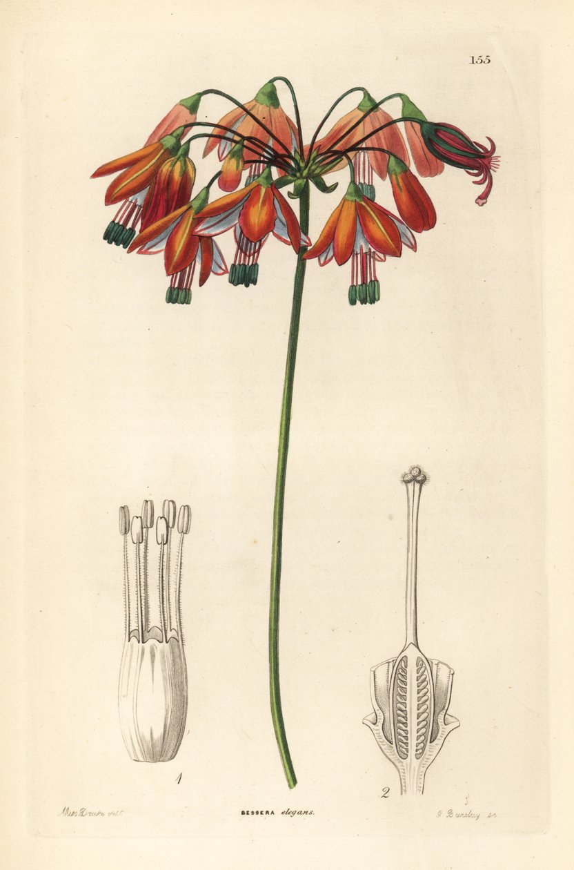 Goccia di corallo o corallo del Messico - Gocce di corallo o bessera elegante, Bessera elegans da Unbekannter Künstler