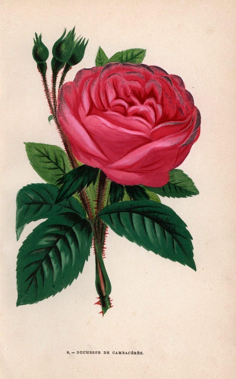 Rosa Duchesse de Cambaceres (cromolitografia) da Unbekannter Künstler