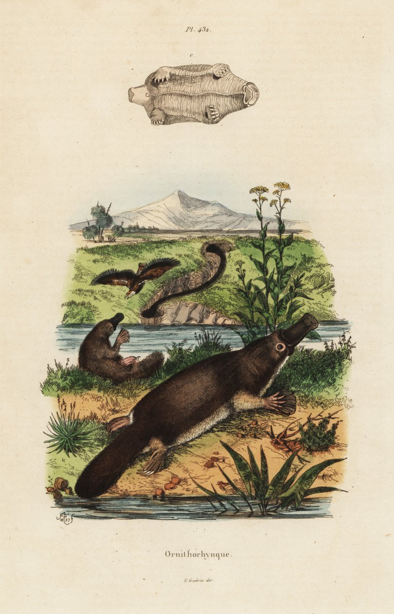 Ornitorinco, Ornithorhynchus anatinus da Unbekannt