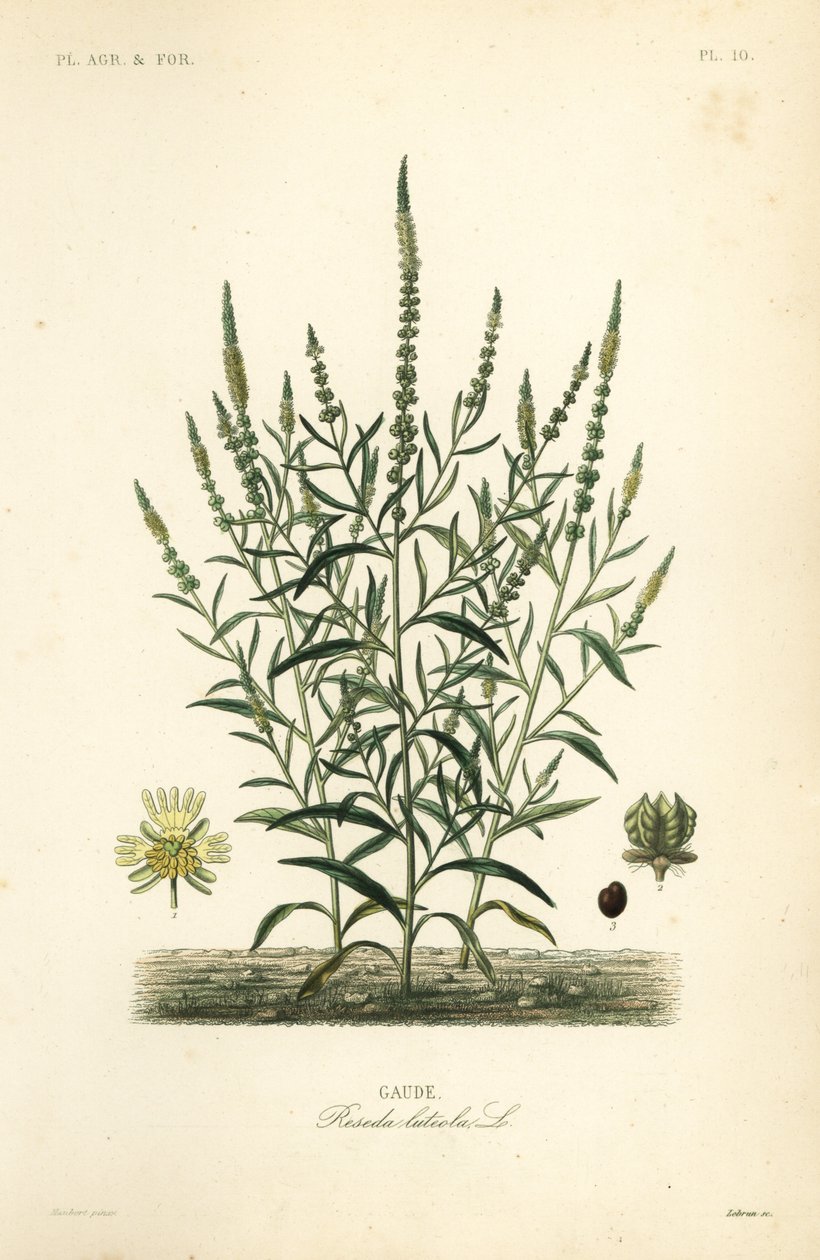 Reseda luteola, Gaude da Unbekannt