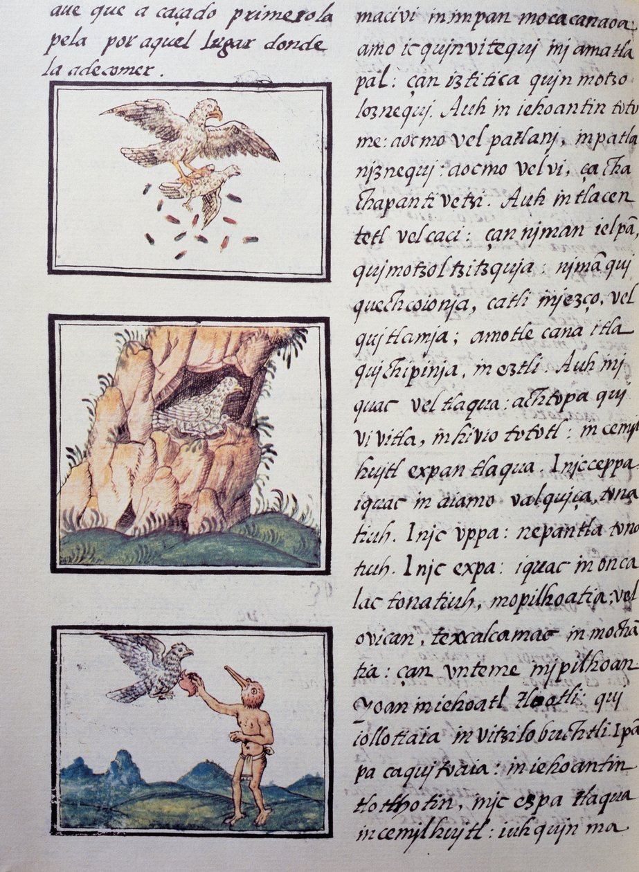 Aquilotti, pagina dal Codice Fiorentino, versione bilingue in spagnolo e nahuatl, Storia generale delle cose della Nuova Spagna del missionario spagnolo Fray Bernardino de Sahagún. Civiltà azteca da William M. Timlin
