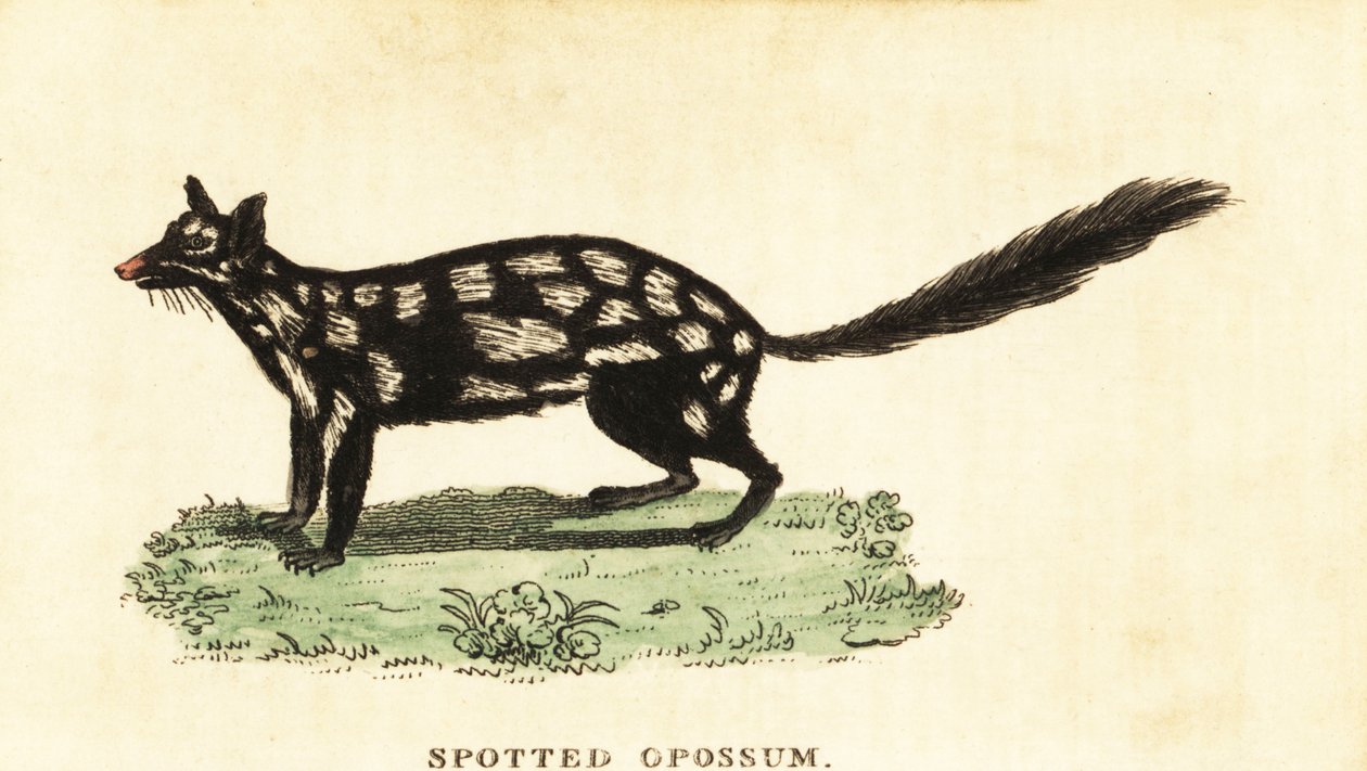 Quoll orientale, Dasyurus viverrinus da Unbekannter Künstler