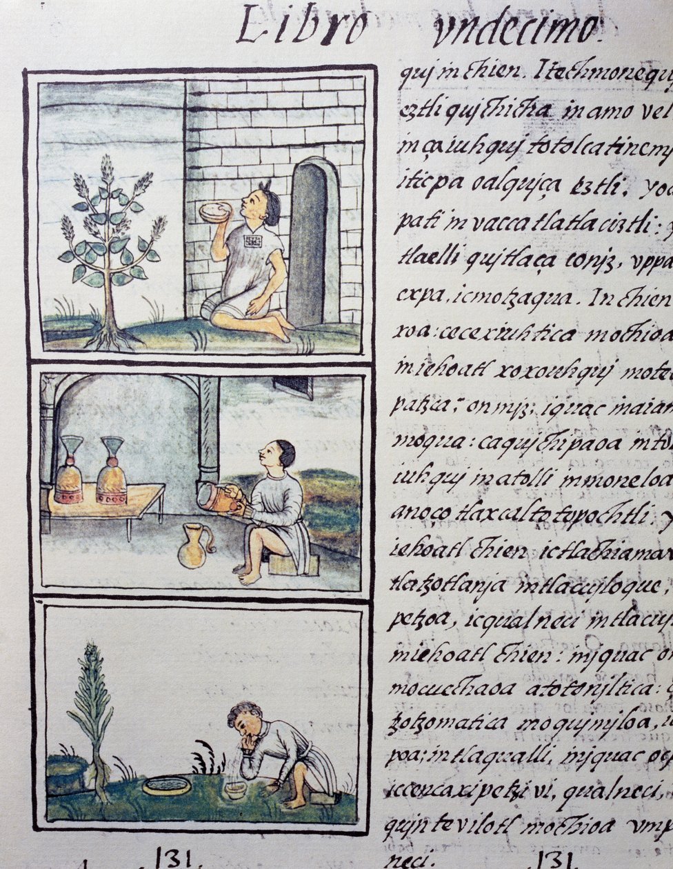 Piante commestibili, pagina dal Libro XI del Codice Fiorentino, versione bilingue in spagnolo e nahuatl, Storia generale delle cose della Nuova Spagna, del missionario spagnolo Fray Bernardino de Sahagun (1499-1590). Civiltà azteca da William M. Timlin