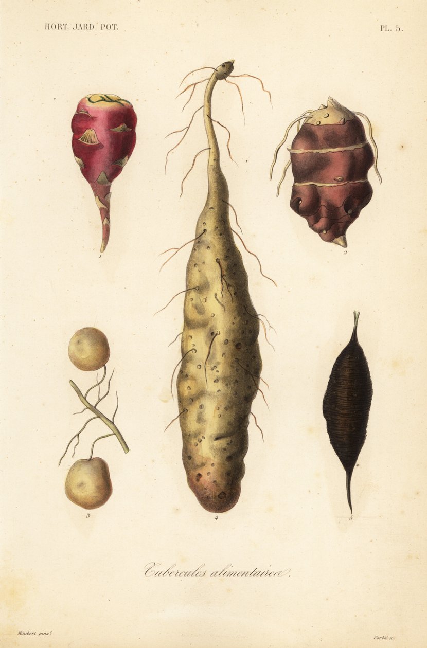 Tuberi commestibili da Unbekannt