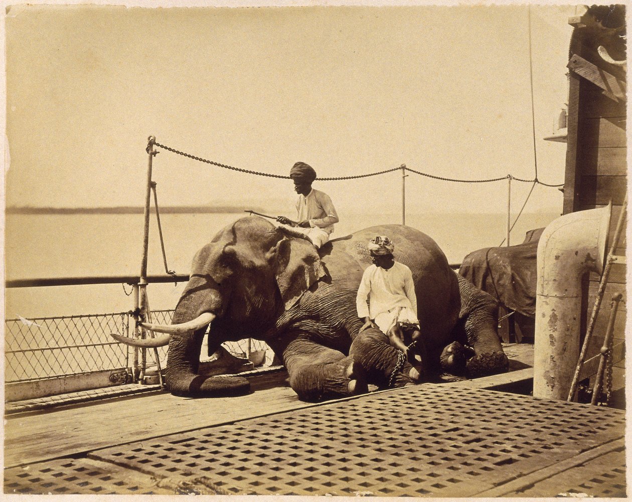 Elefante sul ponte di una nave, Penang, Malesia da Unbekannt