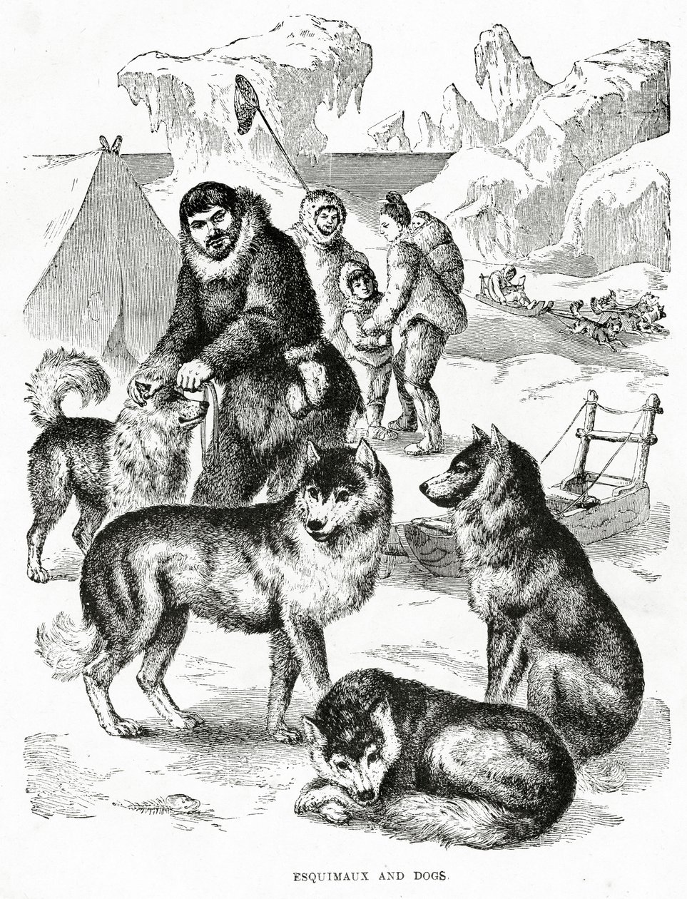 Esquimesi e cani. 1902 da Unbekannt