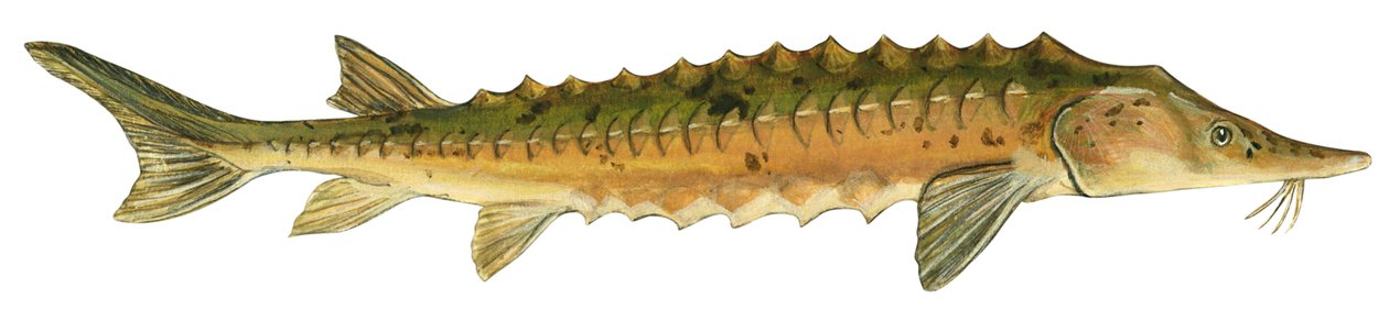 Storione giallo - Storione del lago (Acipenser fulvescens) da Unbekannter Künstler
