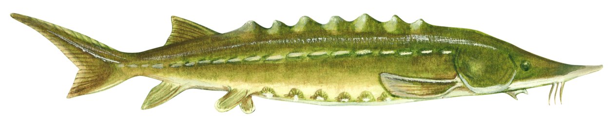 Storione nero - Storione atlantico (Acipenser oxyrinchus) da Unbekannter Künstler