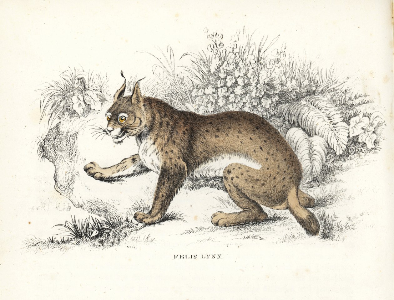 Lince eurasiatica, Lynx lynx (Felis lynx). Litografia colorata a mano dalla 