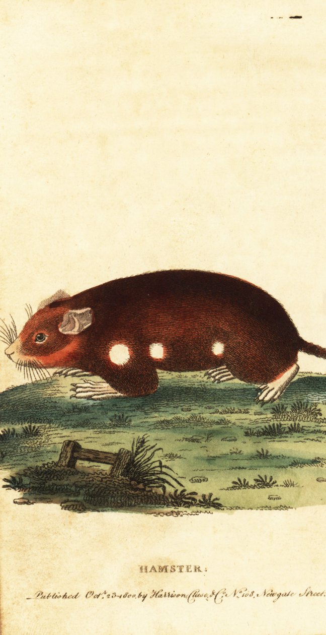 Criceto europeo, Cricetus cricetus. In pericolo critico, 1800 da Unbekannter Künstler