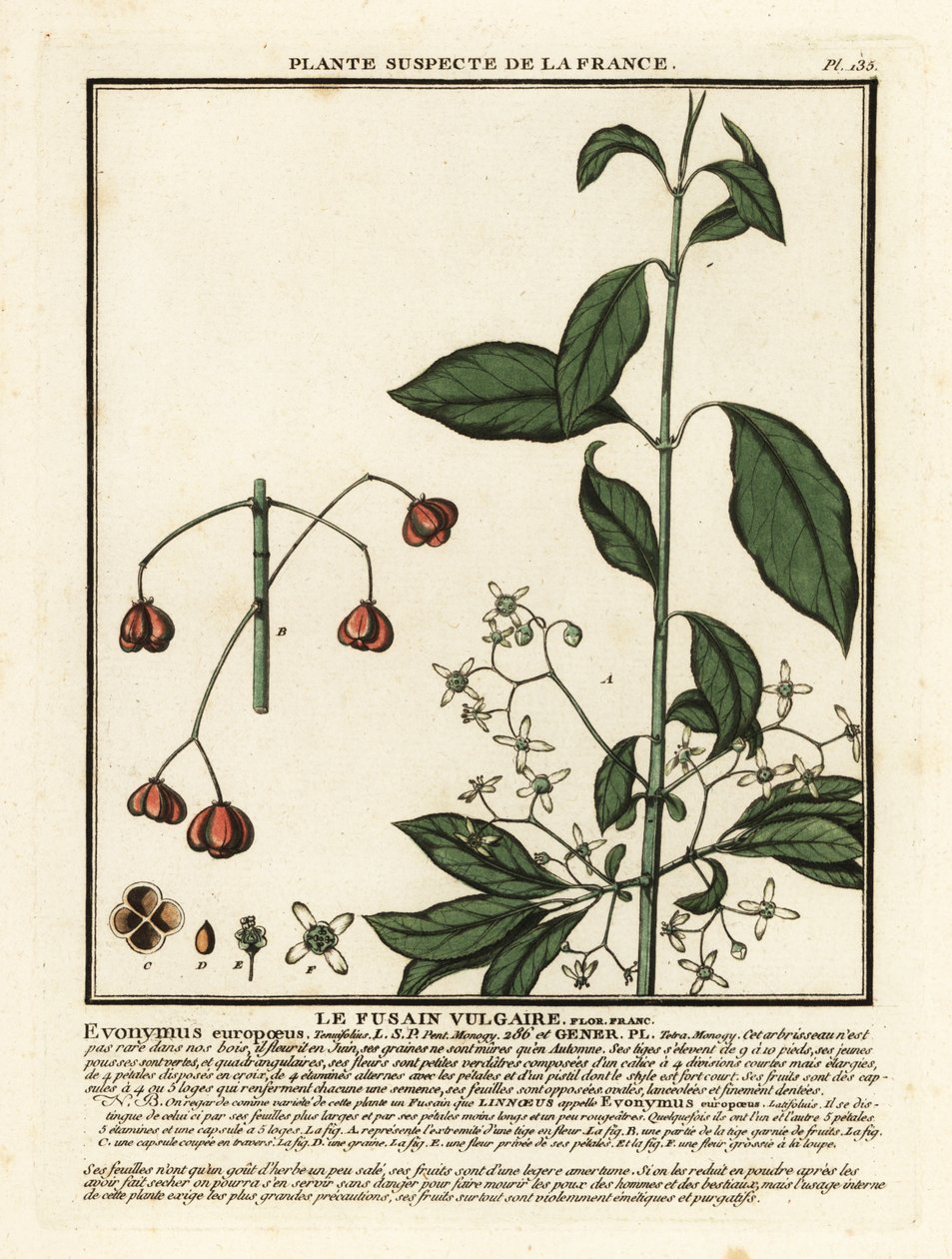 Fusaggine europea, Euonymus europaeus da Unbekannter Künstler