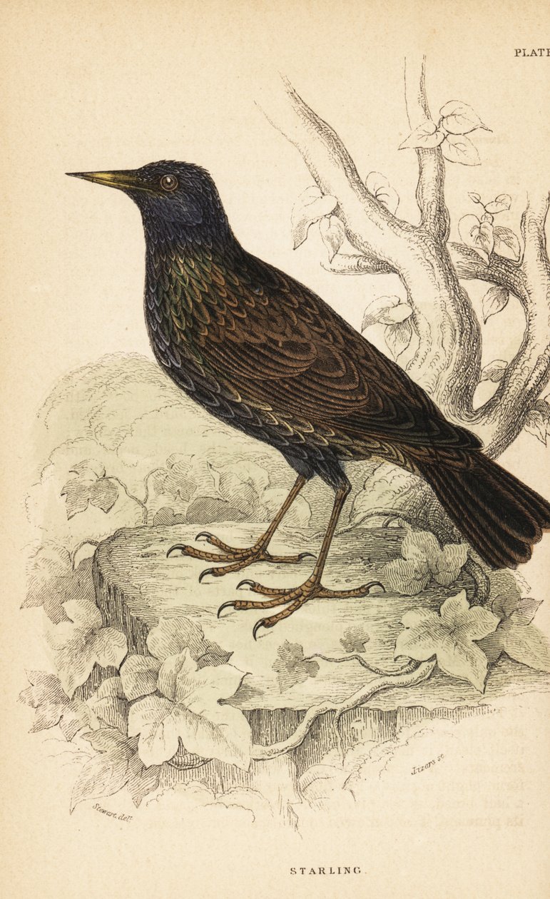 Storno comune, Sturnus vulgaris. 1889 (incisione) da Unbekannter Künstler