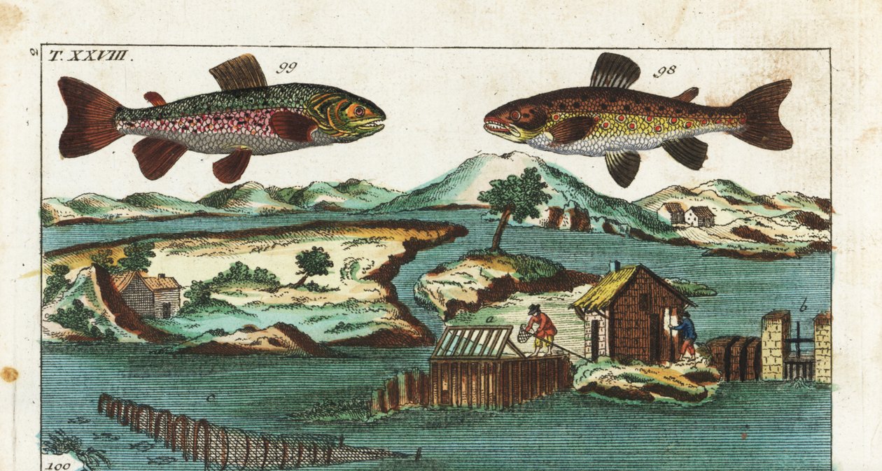 Trota europea - Tecnica di pesca con rapide artificiali per catturare pesci da Unbekannter Künstler