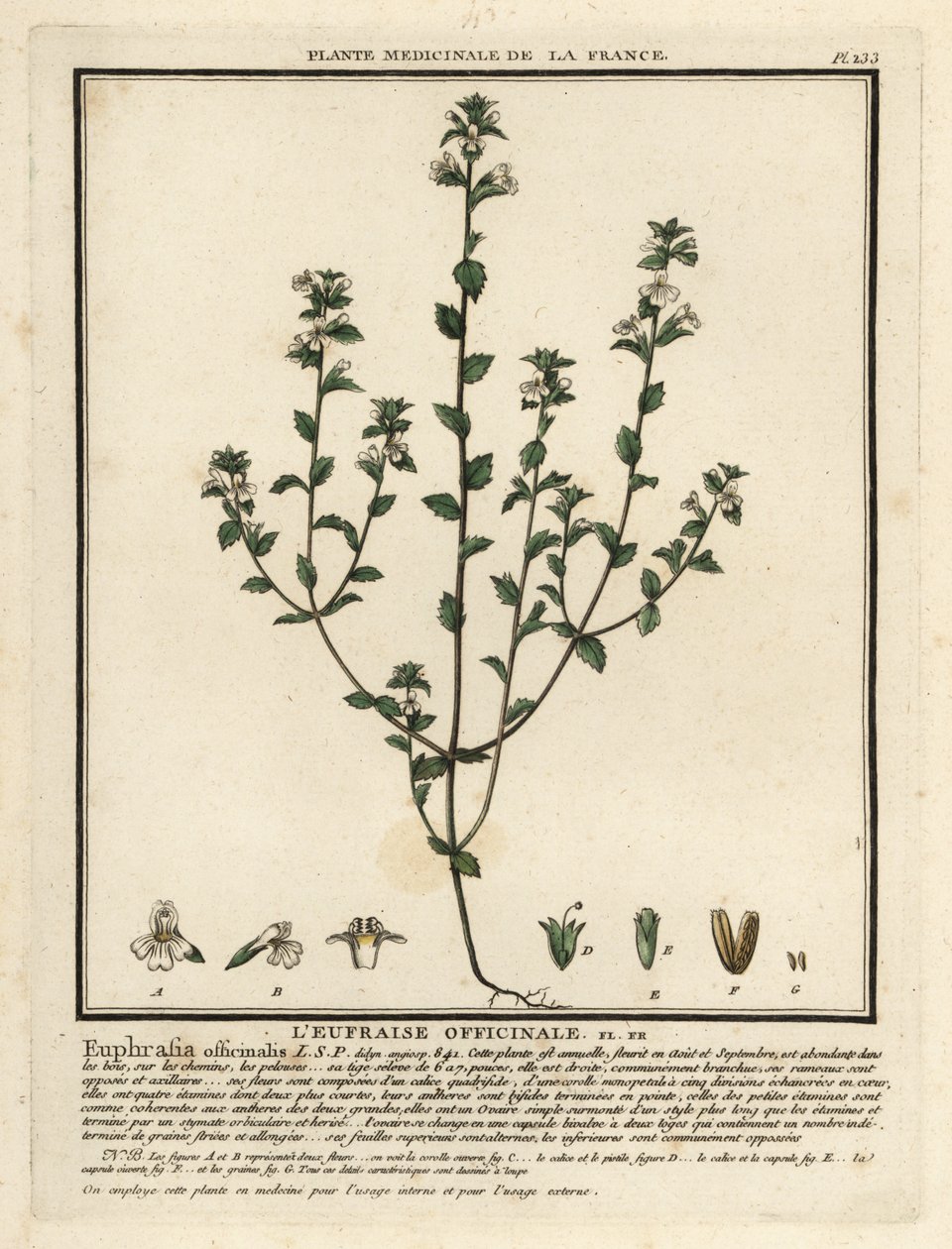 Euphrasia rostkoviana da Unbekannter Künstler