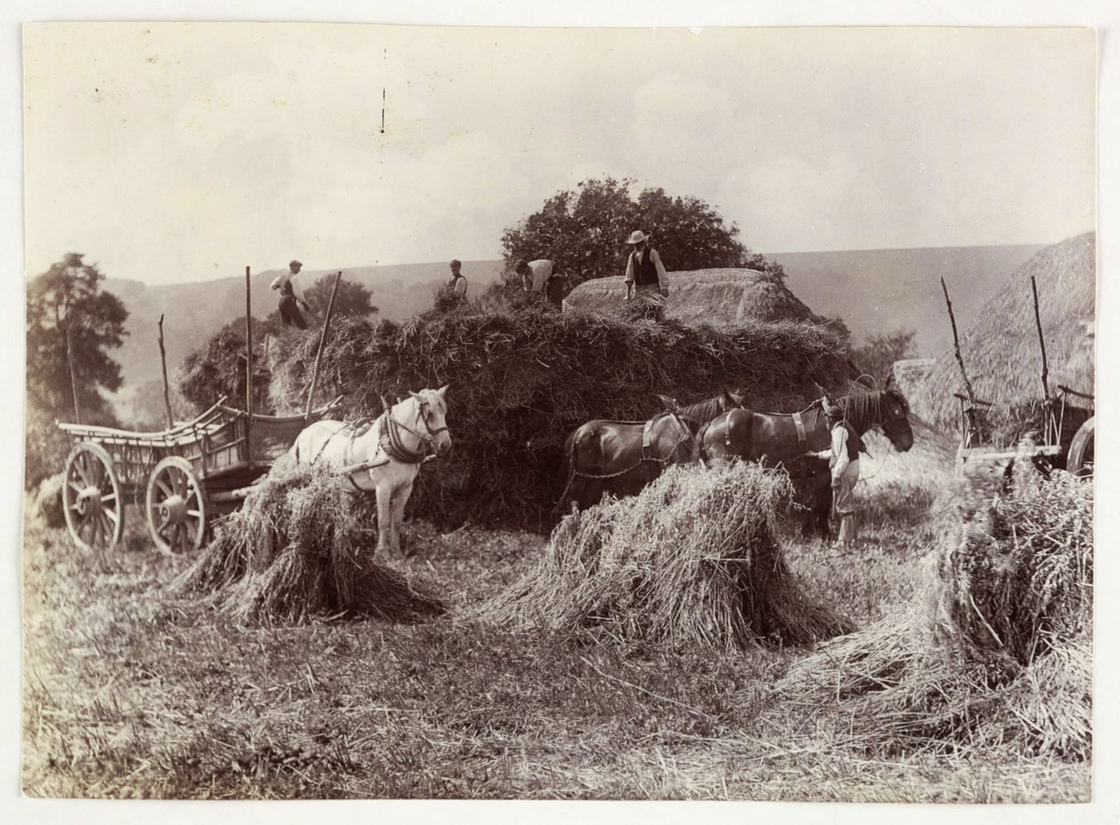 Scene di agricoltura, Raccolta e Conservazione, Raccolta, c 1890 da Unbekannt