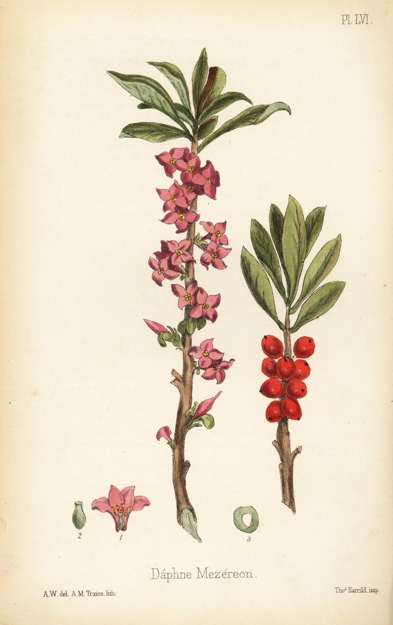 Dafne di febbraio, mezereo o alloro spinoso, Daphne mezereum (Daphne mezereon) da Unbekannter Künstler