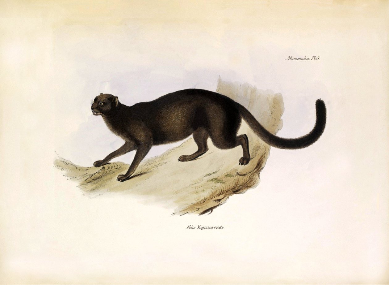 Felis Yagouarondi Jaguarondi o eyra o gatto lontra, felino americano descritto da Charles Darwin durante la sua spedizione a bordo del Beagle. Tavola da The zoology of the voyage of H.M.S. Beagle descritta da John Gould, con nota sui loro abitudini di Char da Unbekannter Künstler