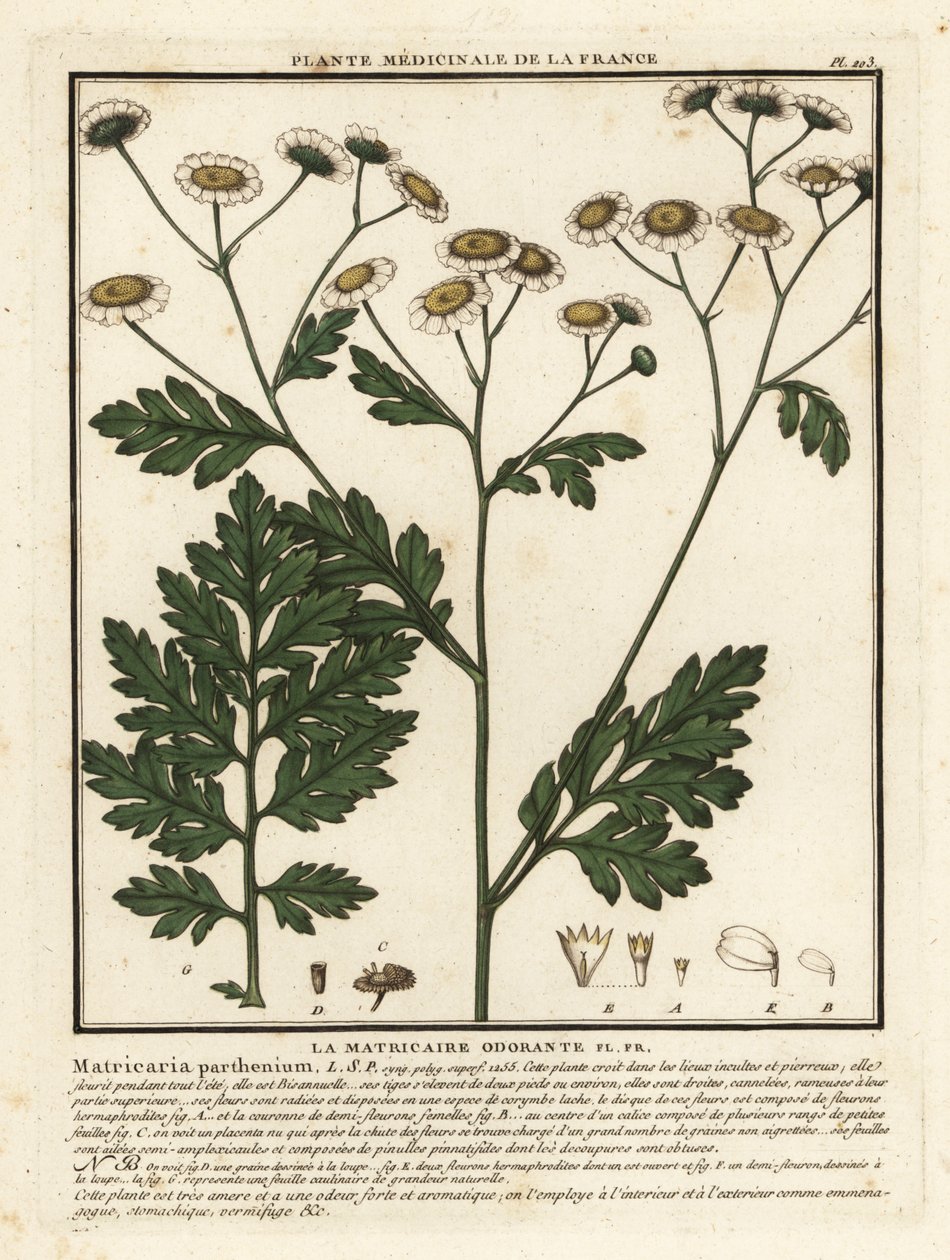 Tanacetum parthenium da Unbekannter Künstler