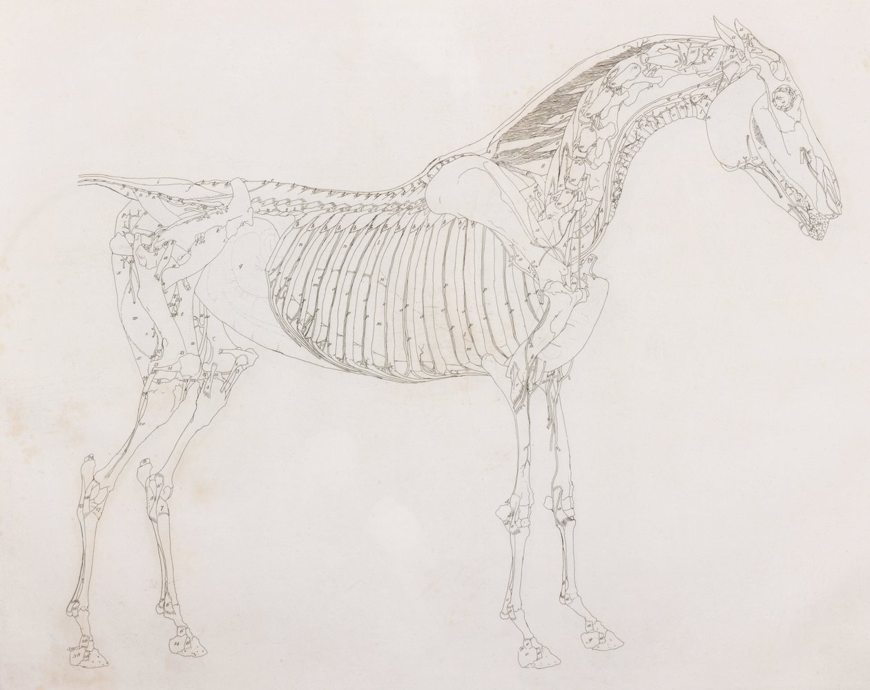 Quinto strato dissezionato di un cavallo, vista laterale da Unbekannt