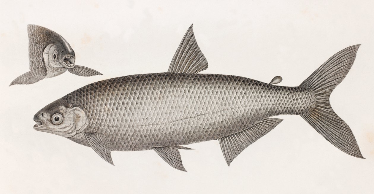 Pesci: Il Characin da Unbekannt