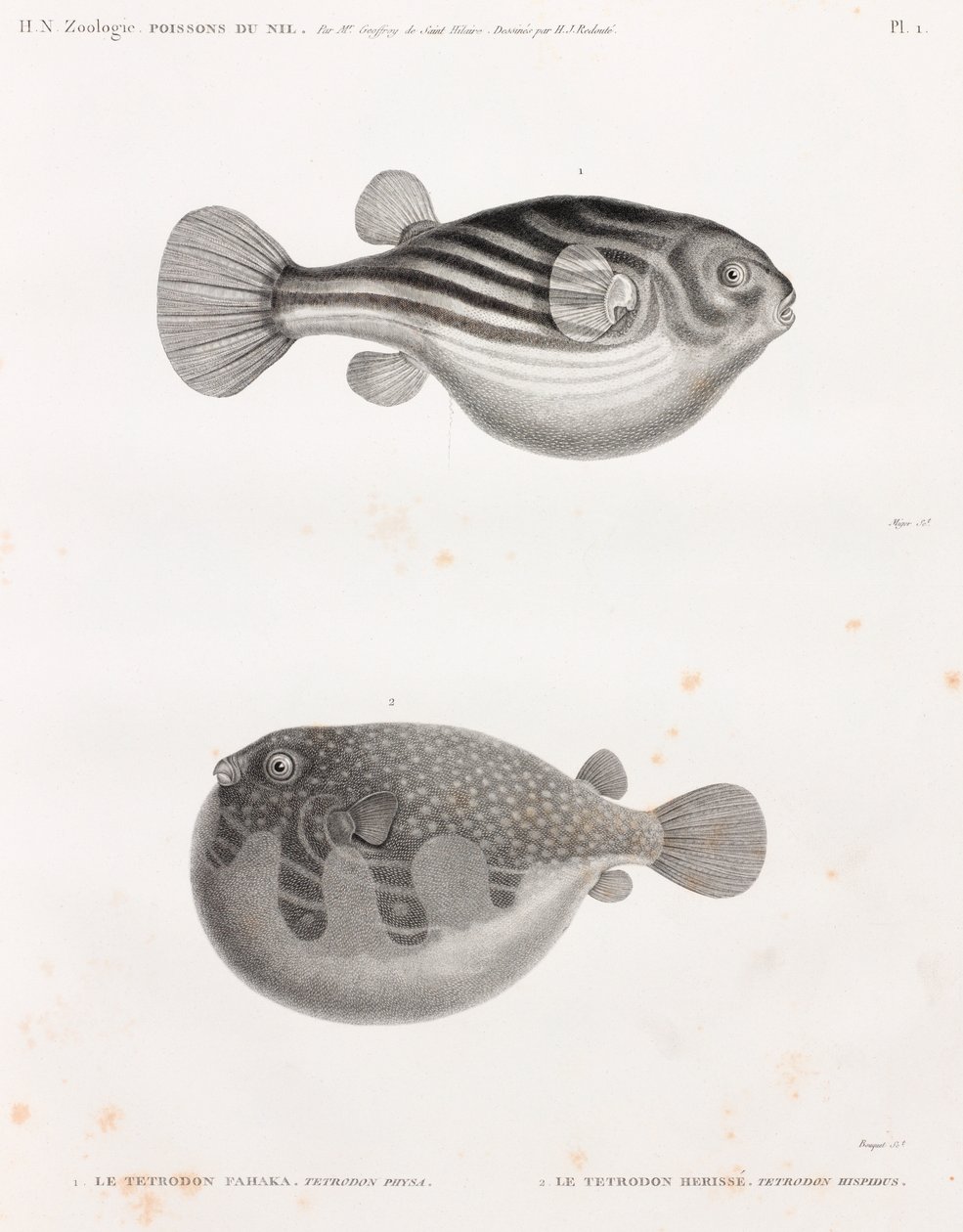 Pesce: Tetrodon da Unbekannt