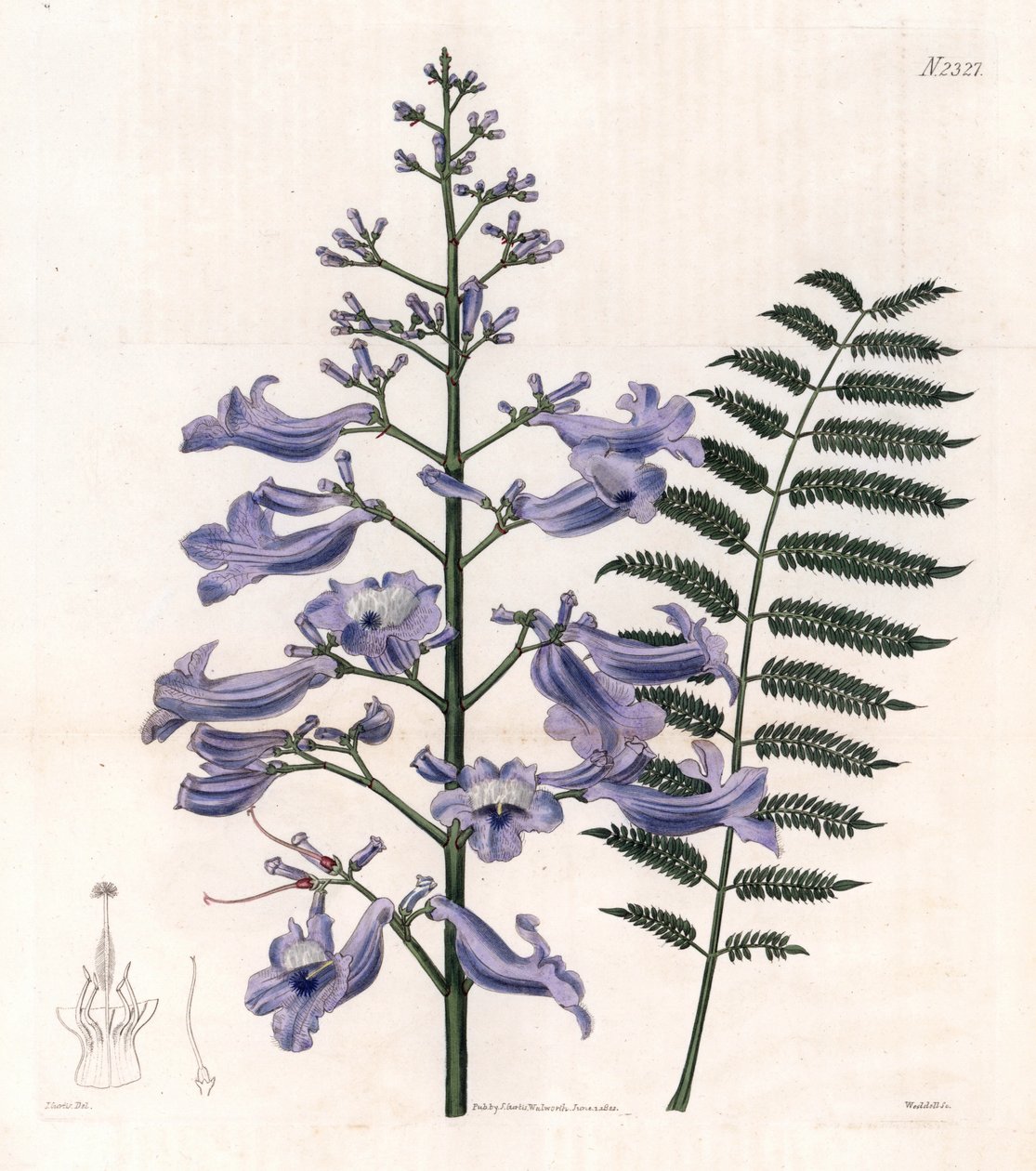 Jacaranda mimosifolia. Incisione su rame colorata a mano di Weddell da un