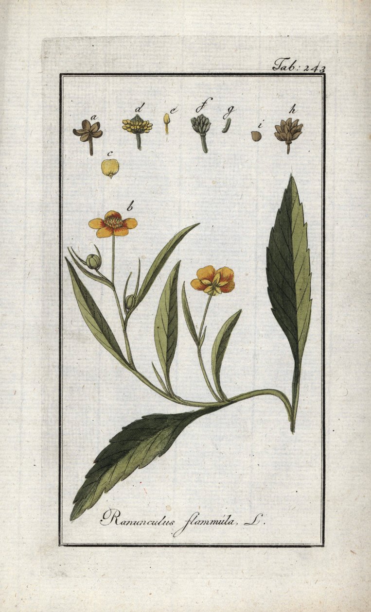 Ranuncolo flammula. Litografia da 