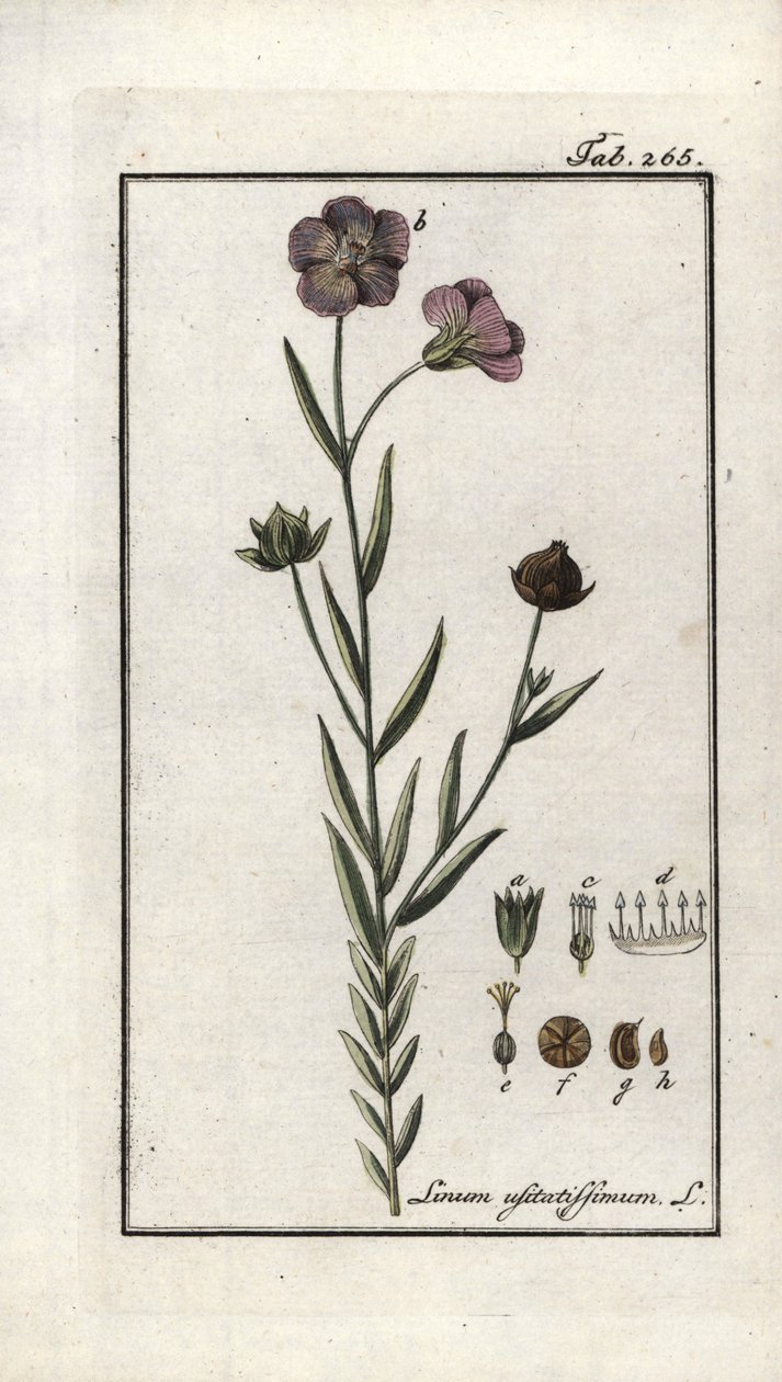 Lino (Linum usitatissimum). Litografia da 