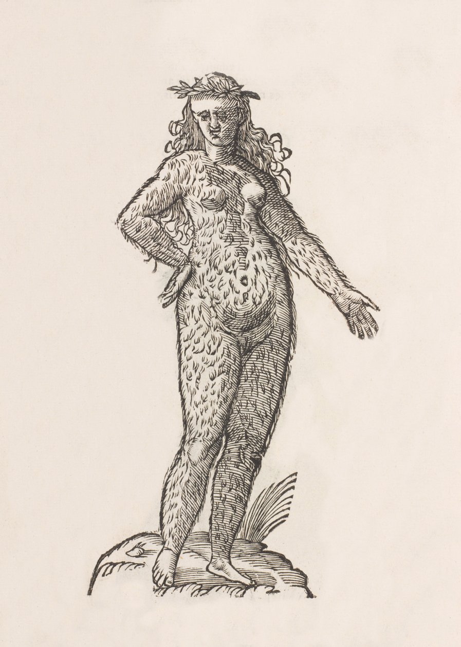 Foemina Cinnaminiae gentis da Unbekannt