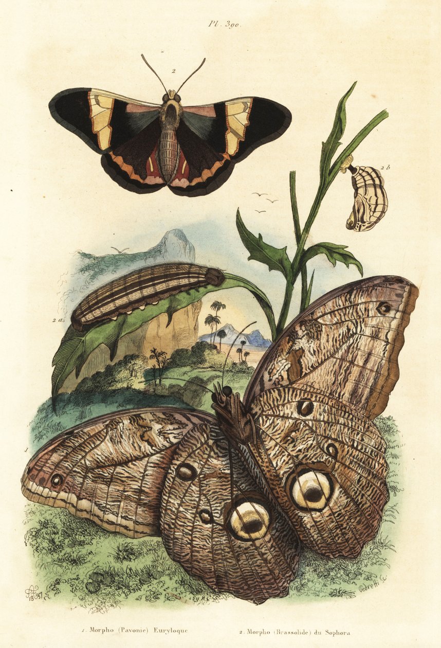 Farfalla gigante della foresta, Caligo eurilochus 1 e farfalla Brassolis sophorae, pupa e bruco 2 da Unbekannt