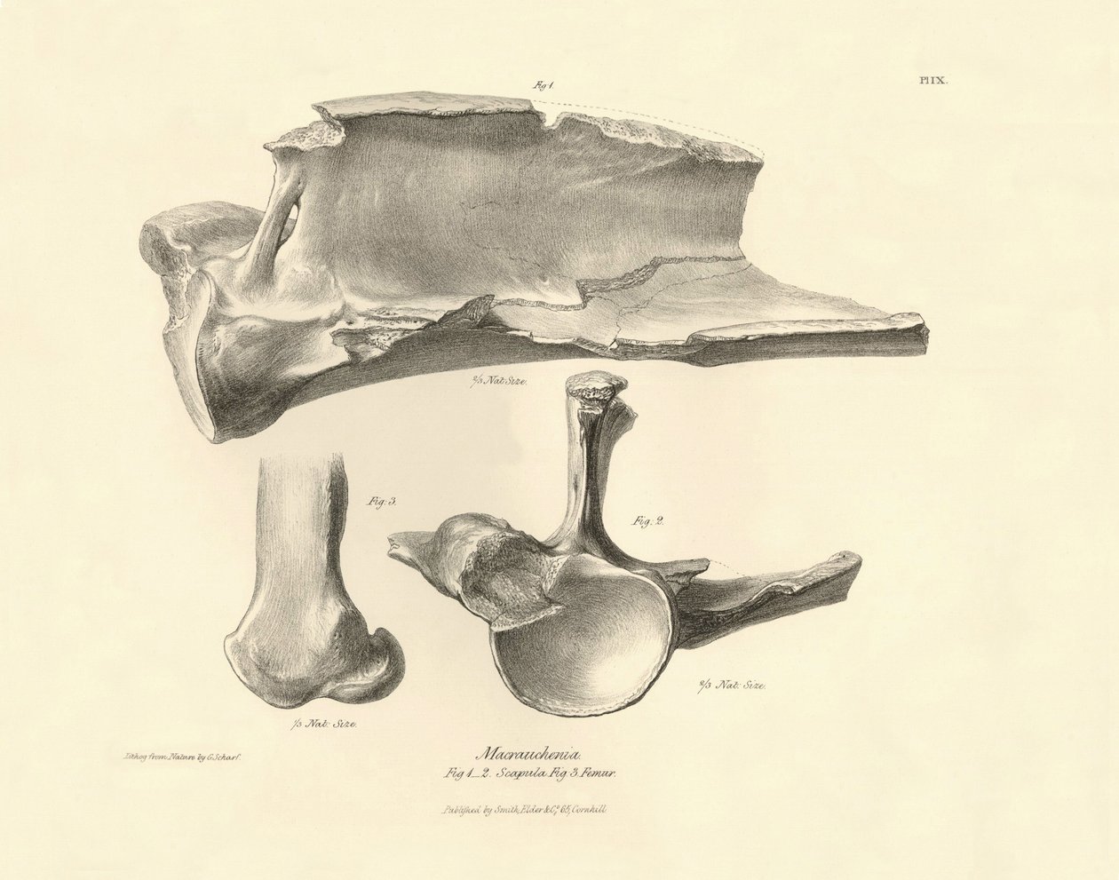 Ossa fossili (scapola) dell
