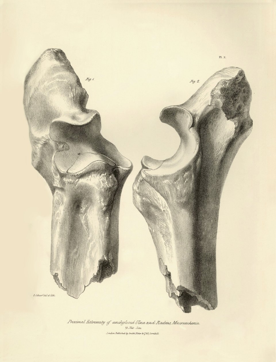 Ossa fossili (ulna e radio) dell