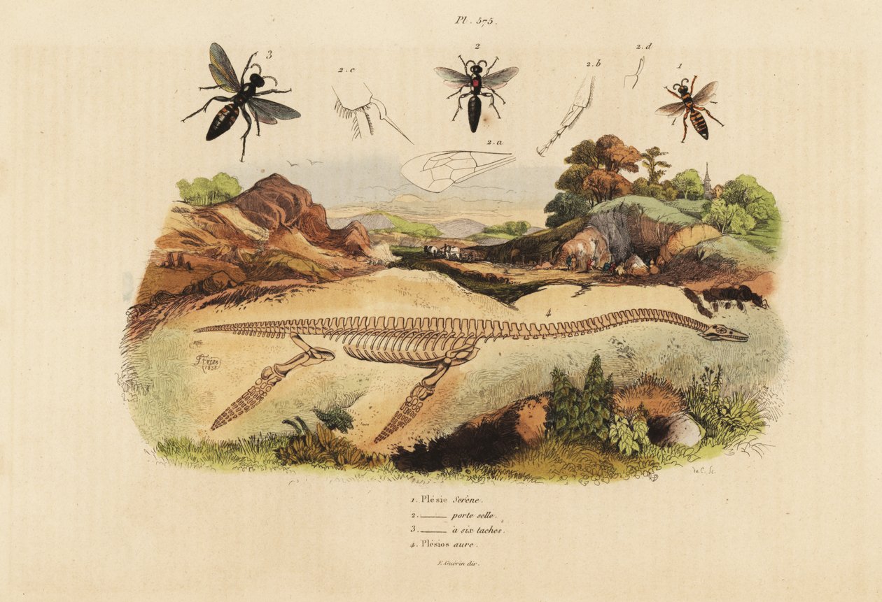 Scheletro fossile di un plesiosauro estinto 4, e vespe, specie Plesia 1-3 da Unbekannt