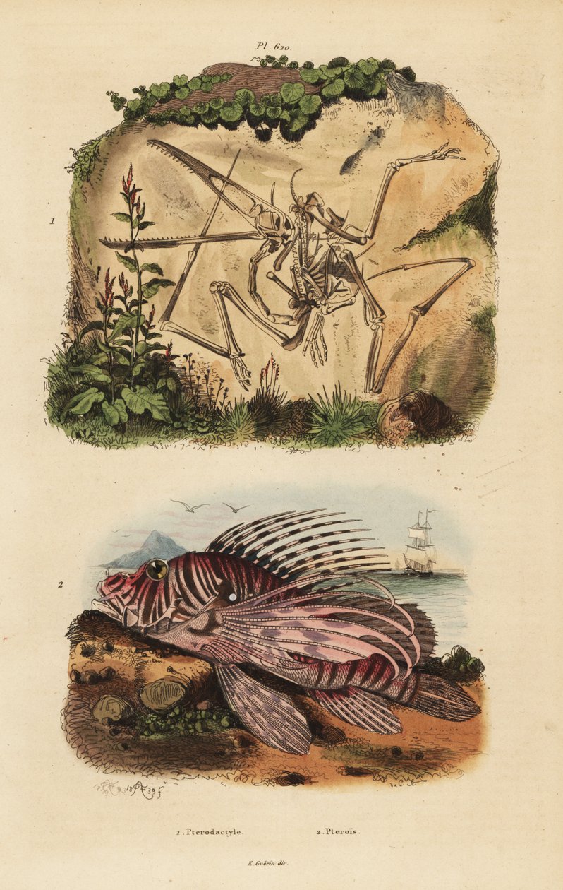 Scheletro fossile di un pterodattilo estinto, Pterodactylus antiquus, e pesce leone rosso, Pterois volitans da Unbekannt