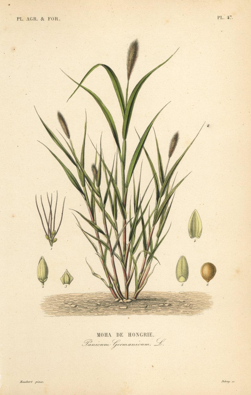 Miglio a coda di volpe o miglio italiano, Setaria italica, Panicum germanicum, Moha d