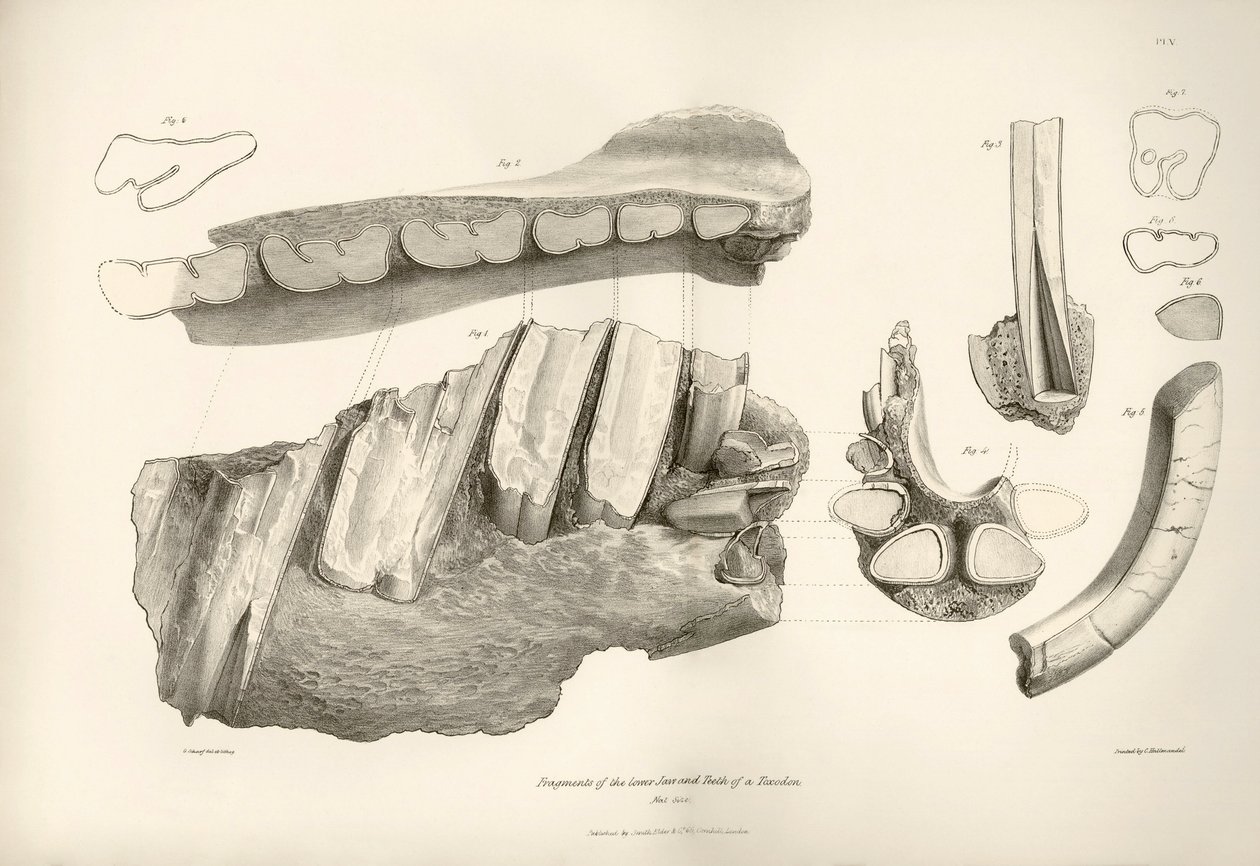 Frammento di mascella e denti di Toxodon, un animale preistorico, trovato da Charles Darwin vicino a Montevideo, Uruguay durante il suo viaggio di esplorazione a bordo del Beagle. La zoologia del viaggio dell