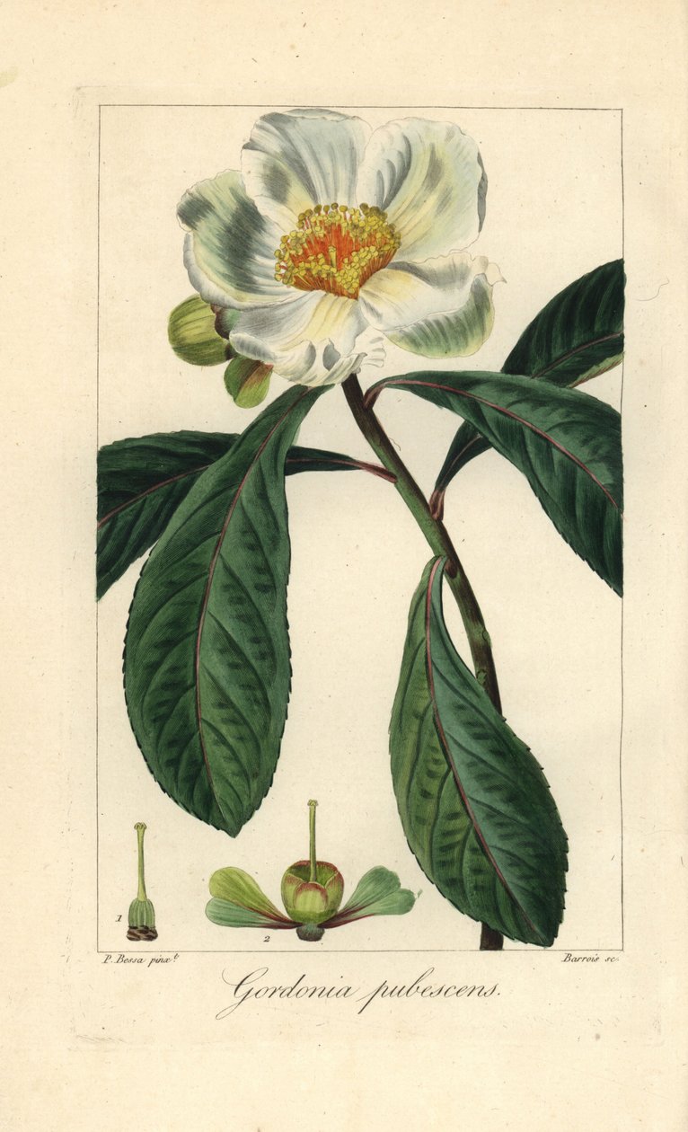 Albero di Franklin, Franklinia alatamaha, nativo dell