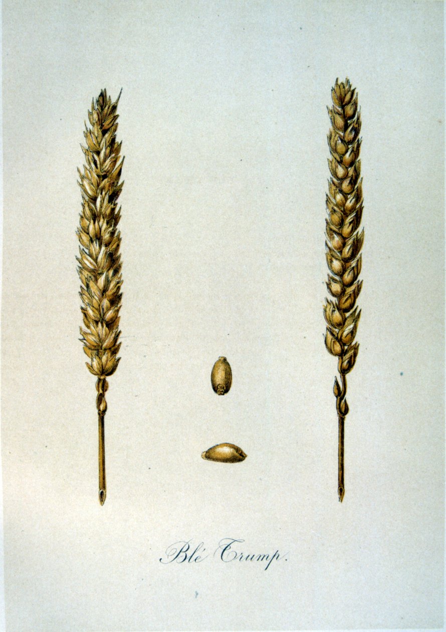 Illustrazione francese del XIX secolo di spighe di grano da Unbekannter Künstler