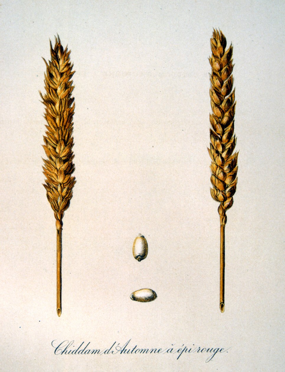 Illustrazione francese del XIX secolo di spighe di grano da Unbekannter Künstler