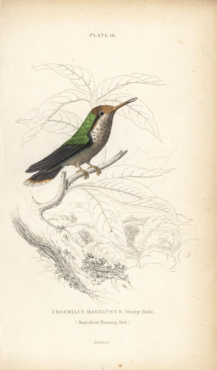 Colibrì magnifico, Lophornis magnificus, giovane maschio. Incisione a mano colorata da William Lizars dal libro di Sir William Jardine