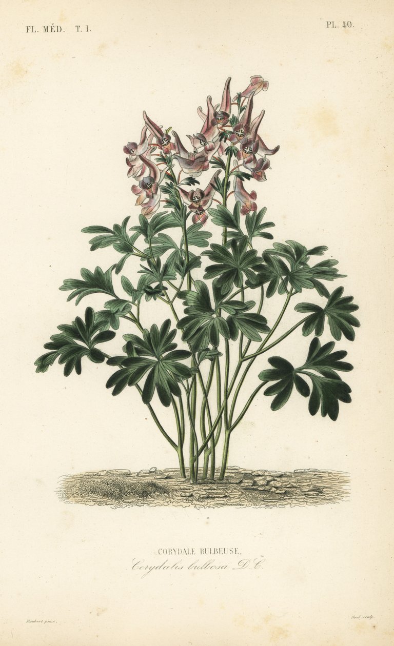 Corydalis solida, Corydalis solida da Unbekannt