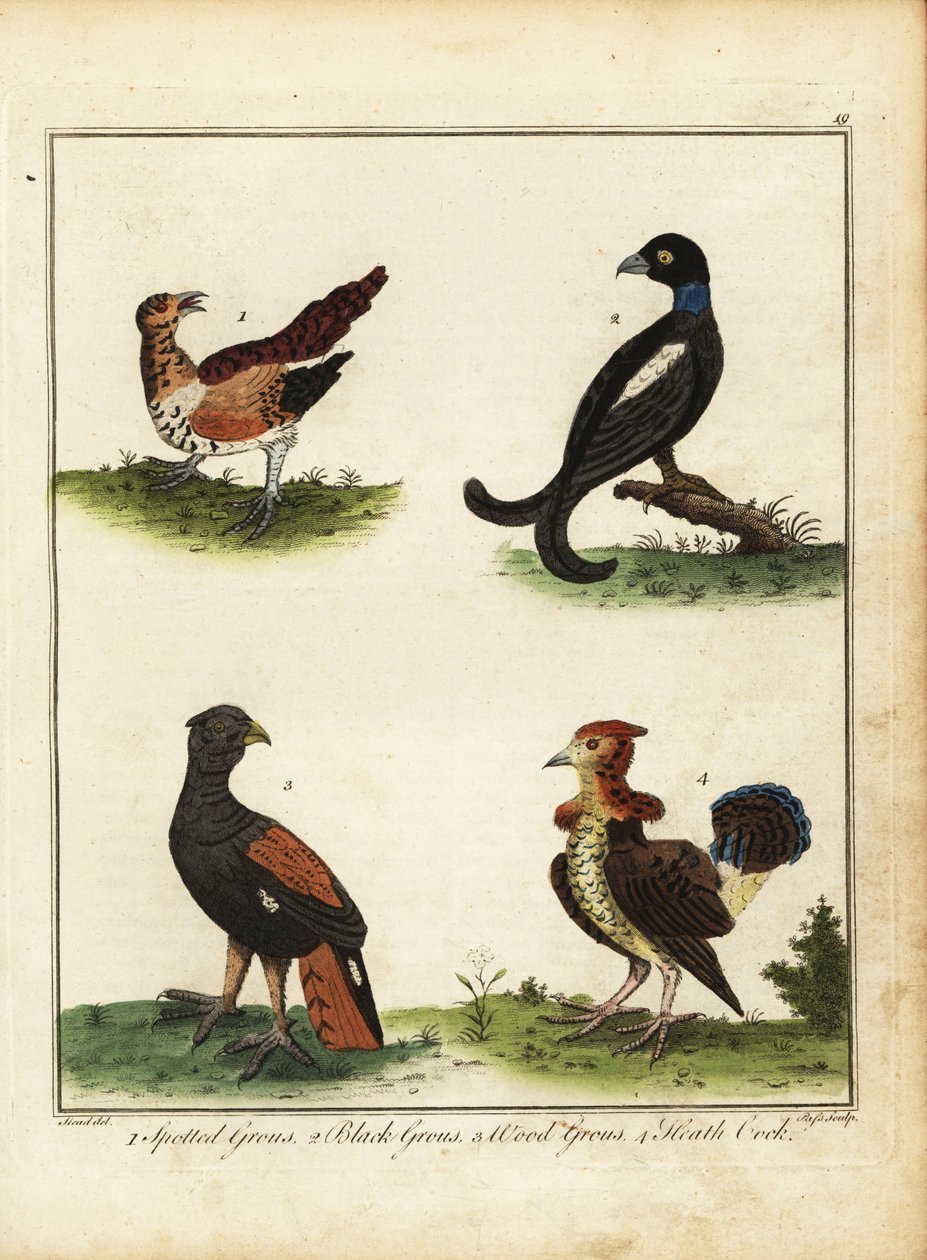 Uccelli da caccia: gallo cedrone maculato, gallo cedrone nero, gallo cedrone di legno, gallo cedrone di brughiera 1792 (incisione) da Unbekannter Künstler