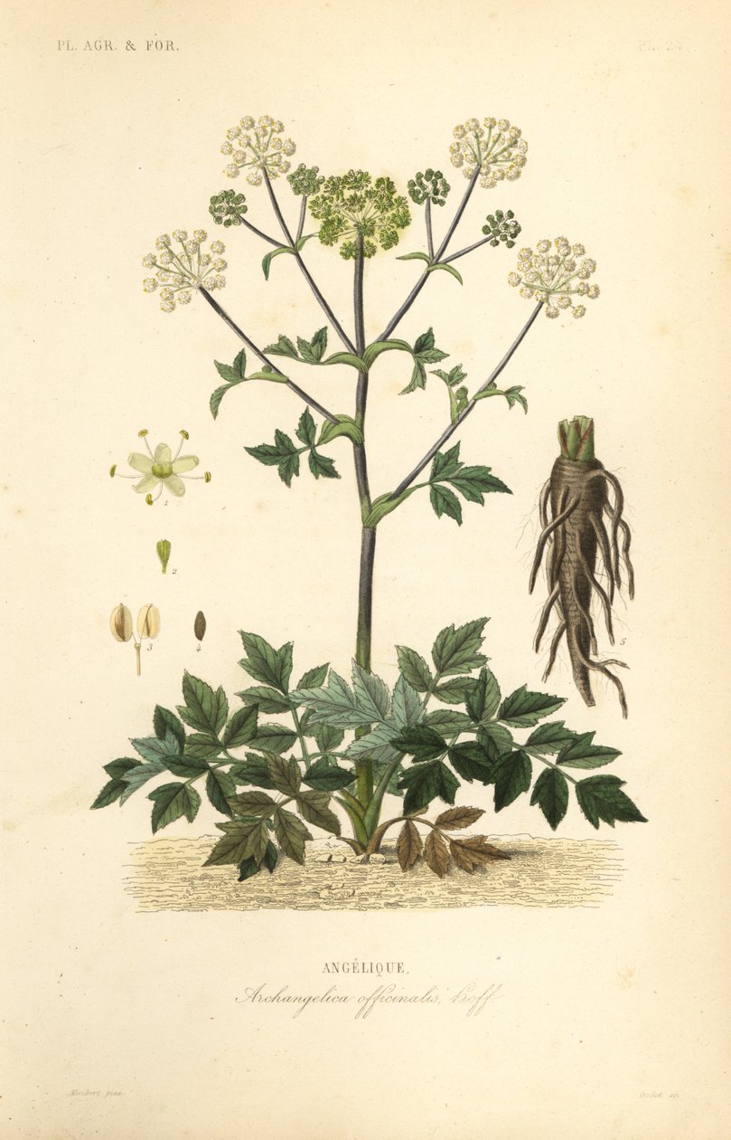 Angelica selvatica o sedano selvatico, Angelica archangelica da Unbekannt