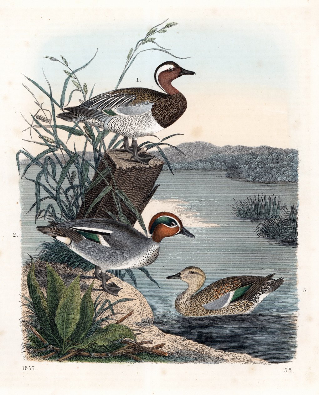 Garganey - anatra estiva e anatra comune (litografia) da Unbekannter Künstler