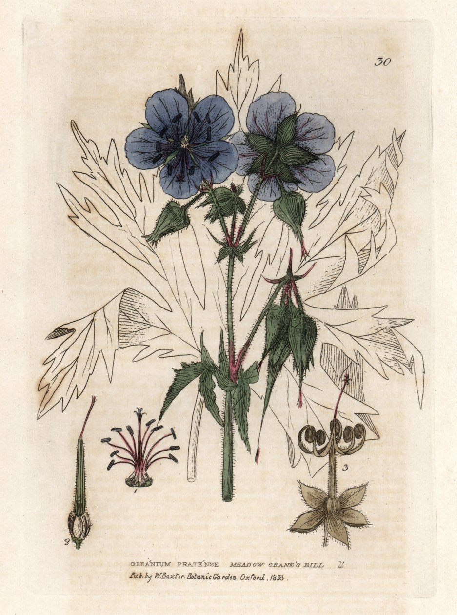 Geranio del Pres. Incisione su rame colorata da un disegno di Isaac Russell da "Fenomeni Botanici Inglesi" di William Baxter da Unbekannter Künstler