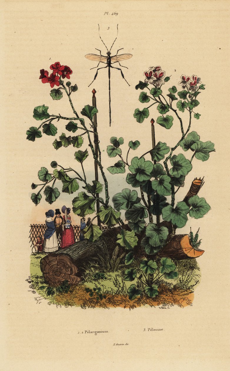 Specie di geranio, Pelargonium daveyanum 1 e Pelargonium macranthon 2 da Unbekannt