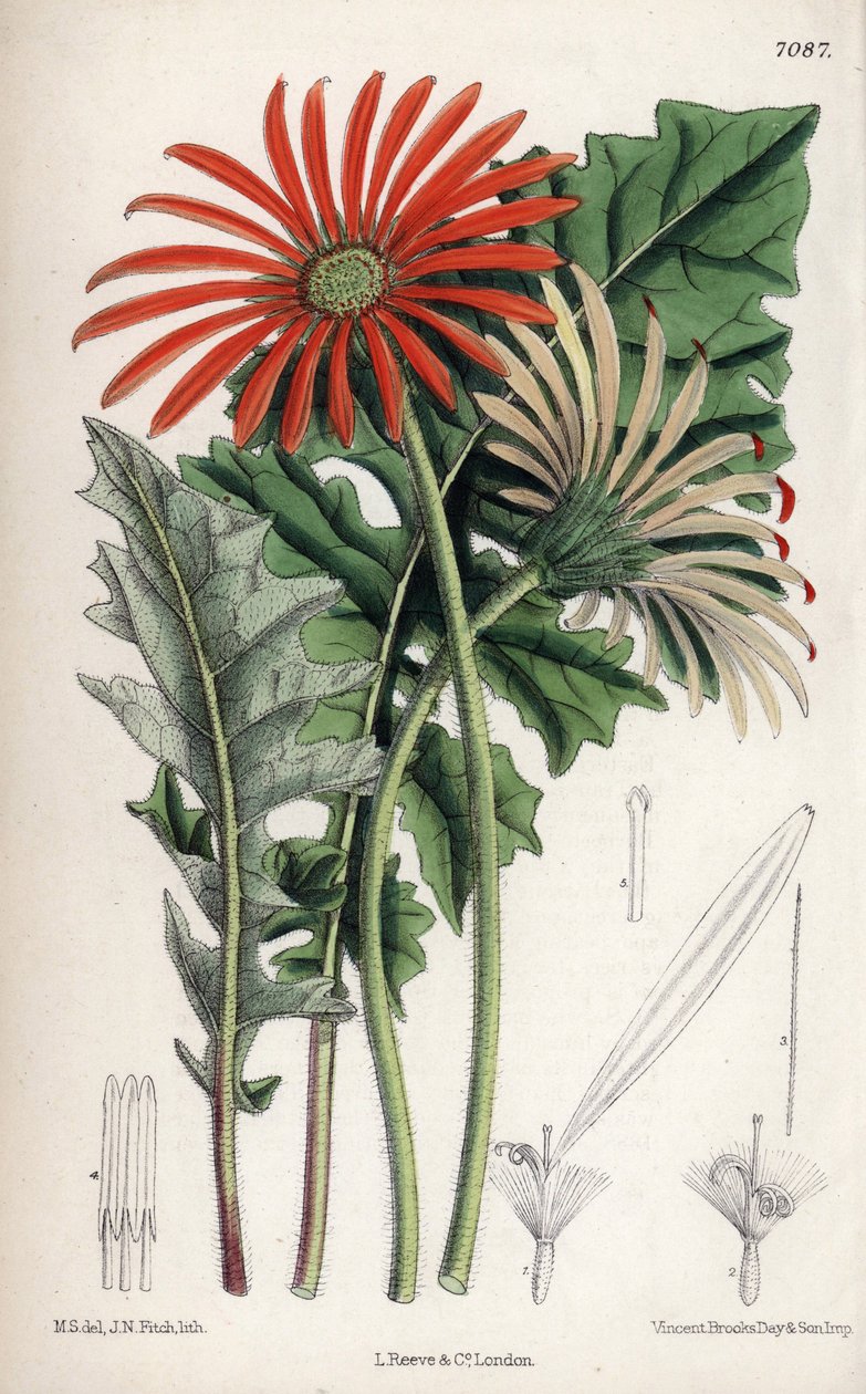 Gerbera jamesoni, fiore arancione nativo del Transvaal (Sudafrica). Disegno di Matilda Smith (1854-1926), litografia di John Nugent Fitch nel 