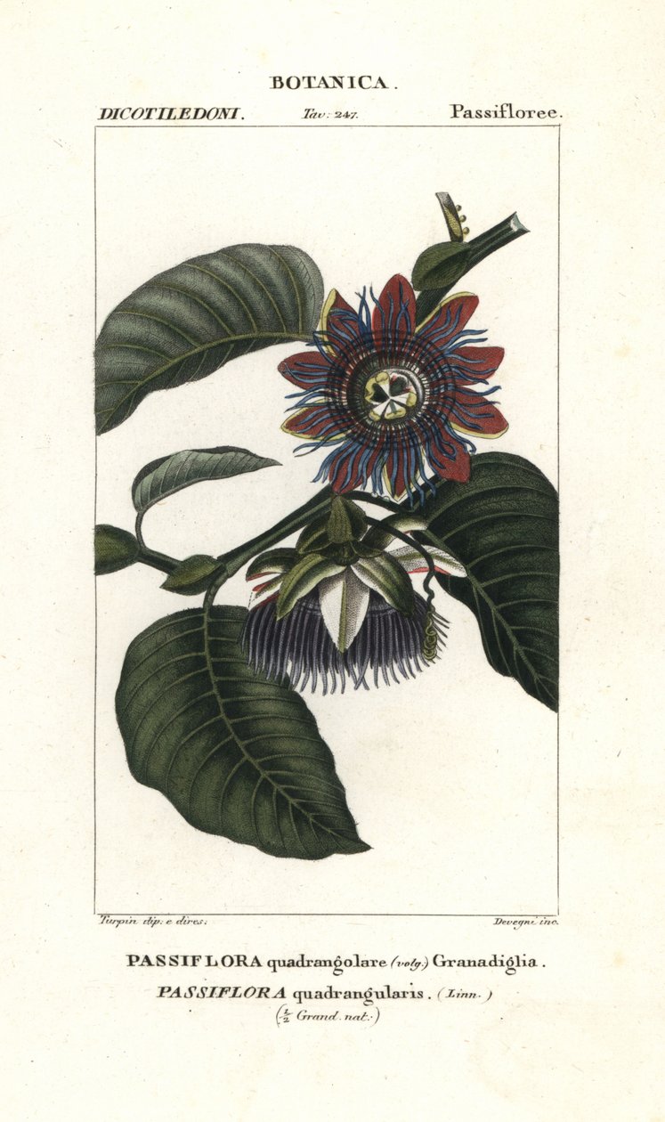 Granadilla gigante da Unbekannter Künstler