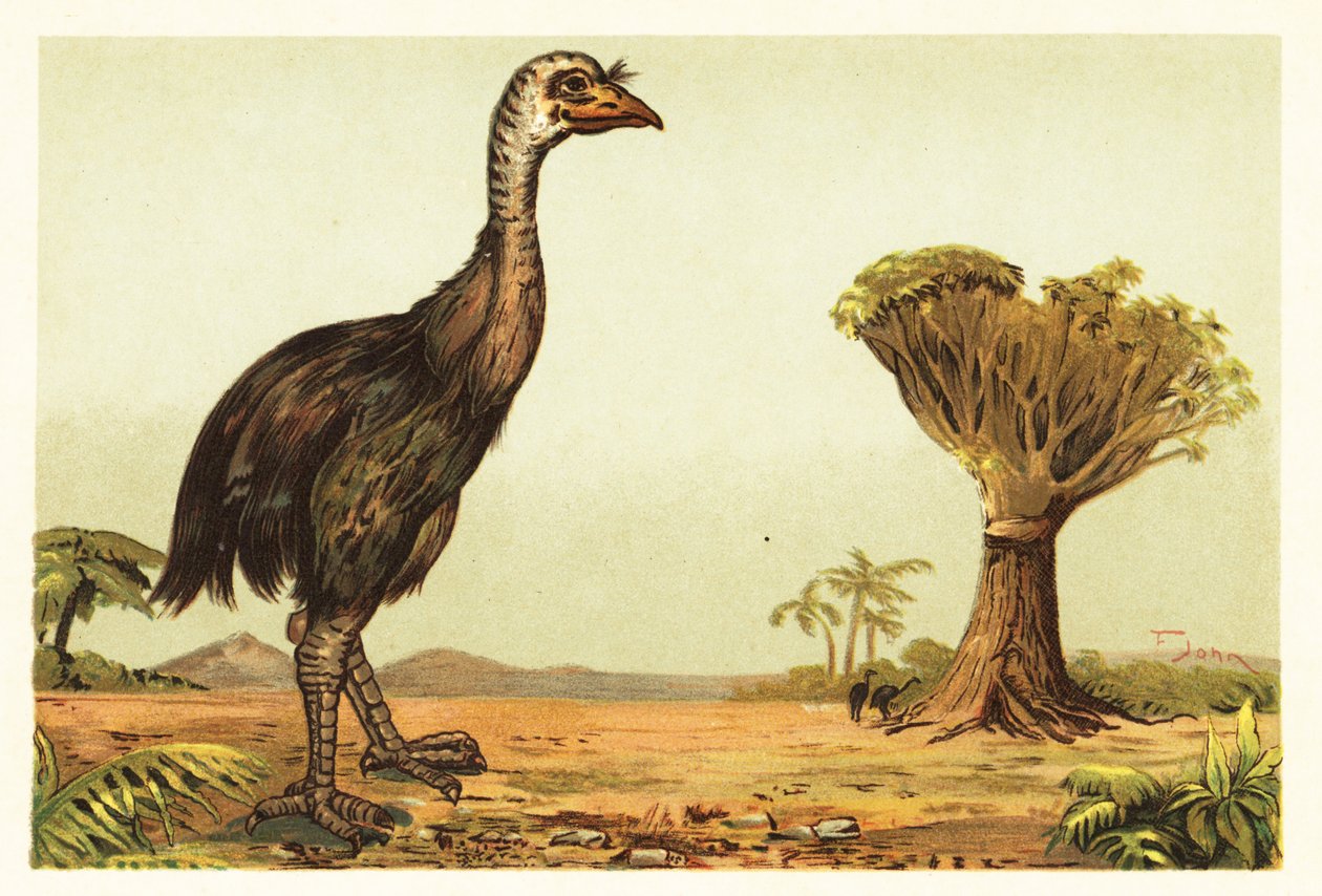 Moa gigante e albero del drago. 1908 (litografia) da Unbekannter Künstler