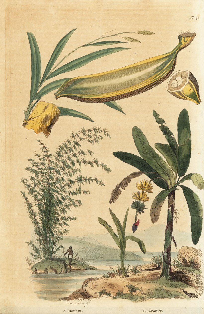 Pianta di bambù gigante spinoso, Bambusa bambos (Bambos arundinacea) e albero di banane con frutti e sezione trasversale, Musa paradisiaca da Unbekannt